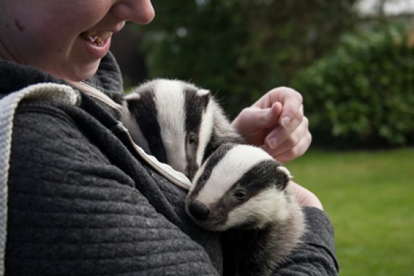 Secret World Badger Bonanza